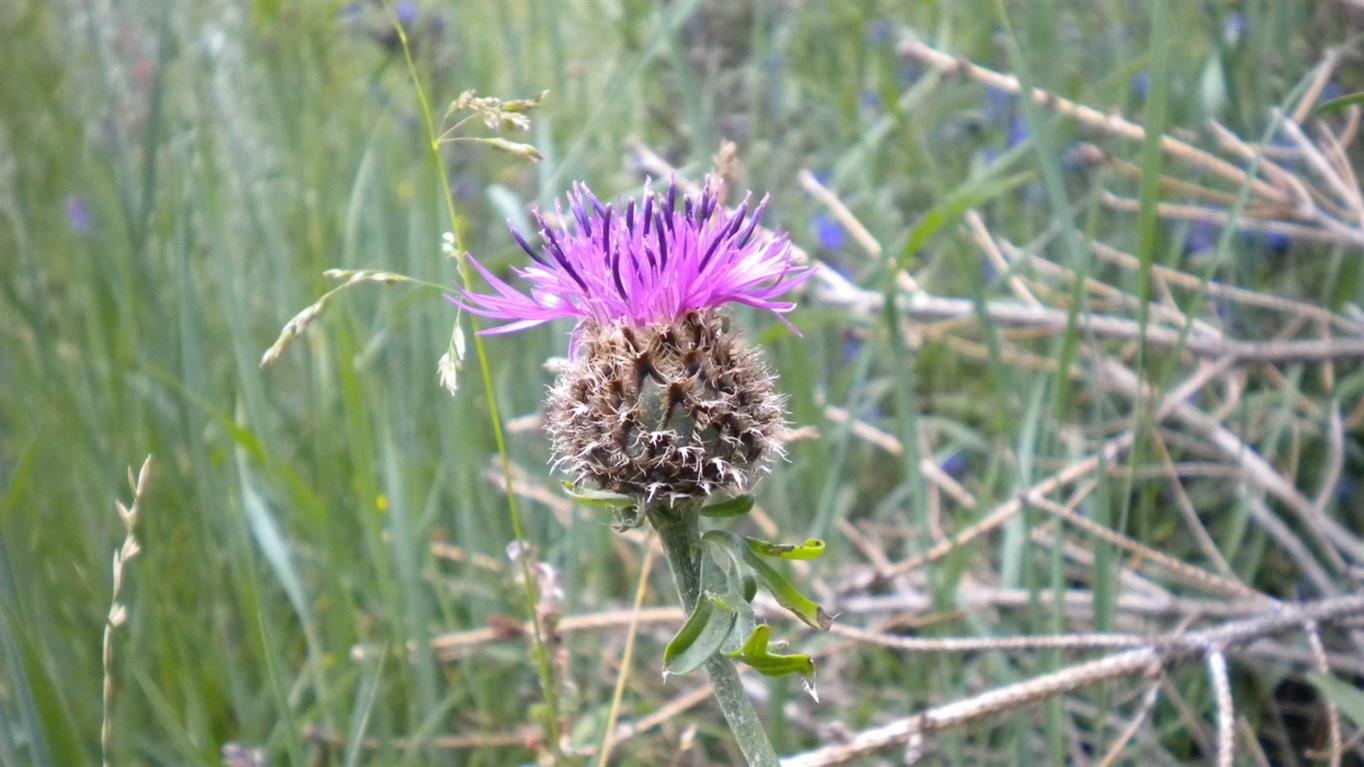 Centaurea scabiosa subsp. alpestris / Fiordaliso alpestre